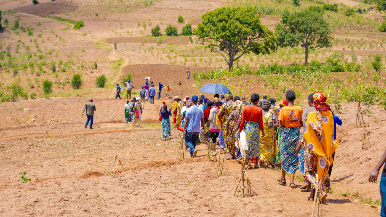 A group of people walk across a field to plant trees in a rural, hilly landscape.