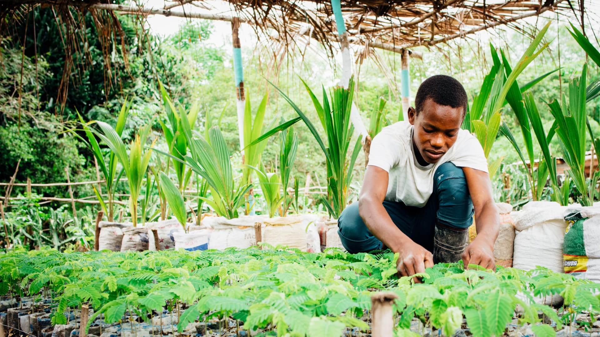 Jeune homme accroupi travaillant dans un jardin communautaire en Haïti