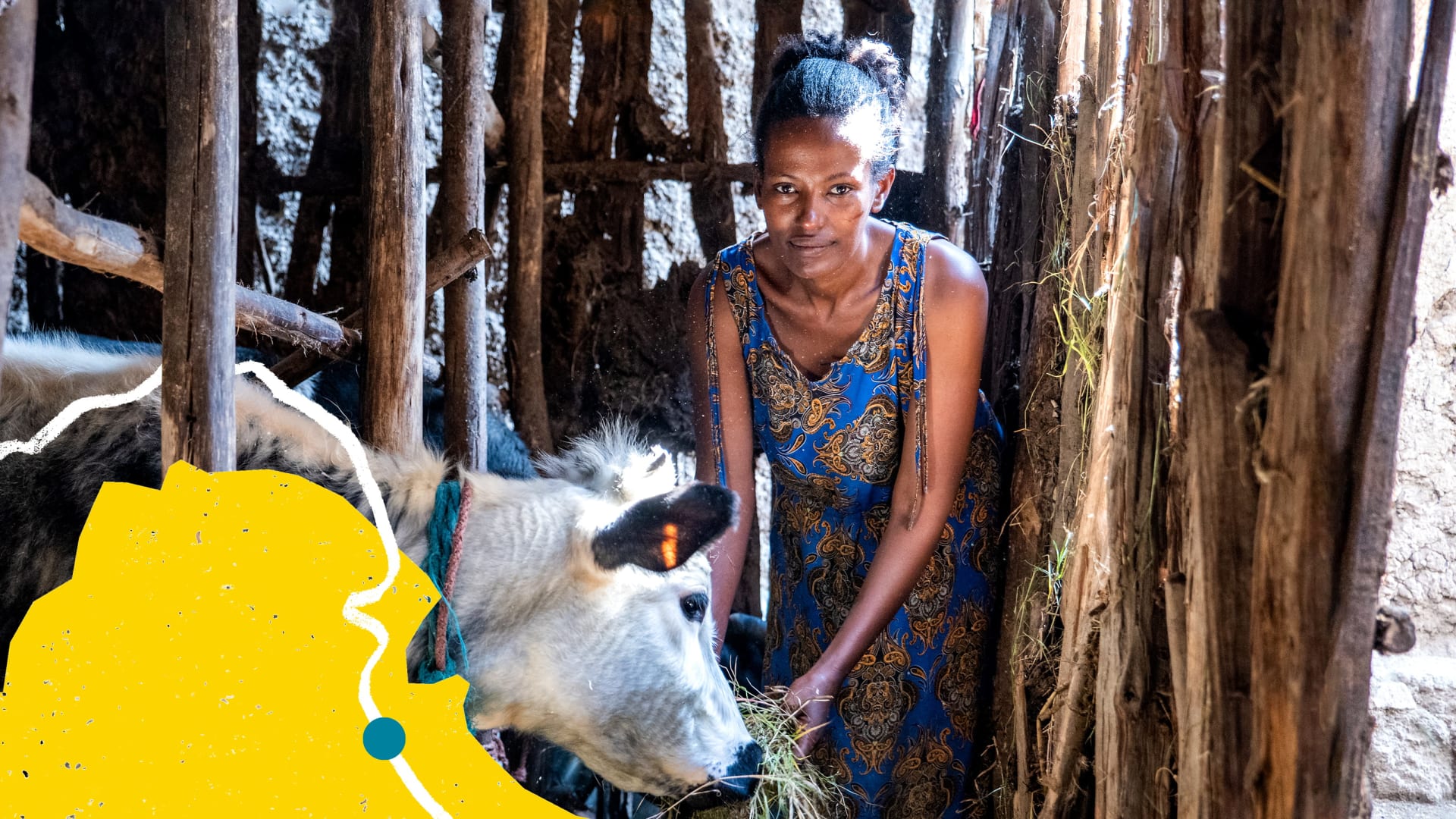 A woman feeding hay to a cow