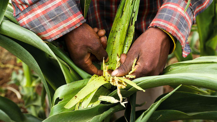 Una persona muestra los efectos de la infección causada por gusanos cogolleros en el maíz
