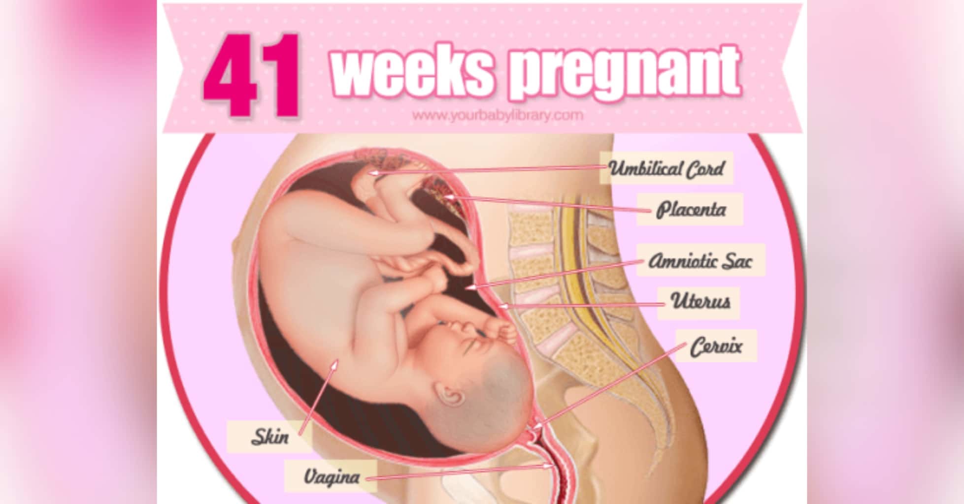 Как вызвать схватки на 41 неделе. Размер ребенка на 24 неделе беременности. Мужетерапия при беременности. 40 неделя беременности первая беременность. Открытка поздравление с беременностью.