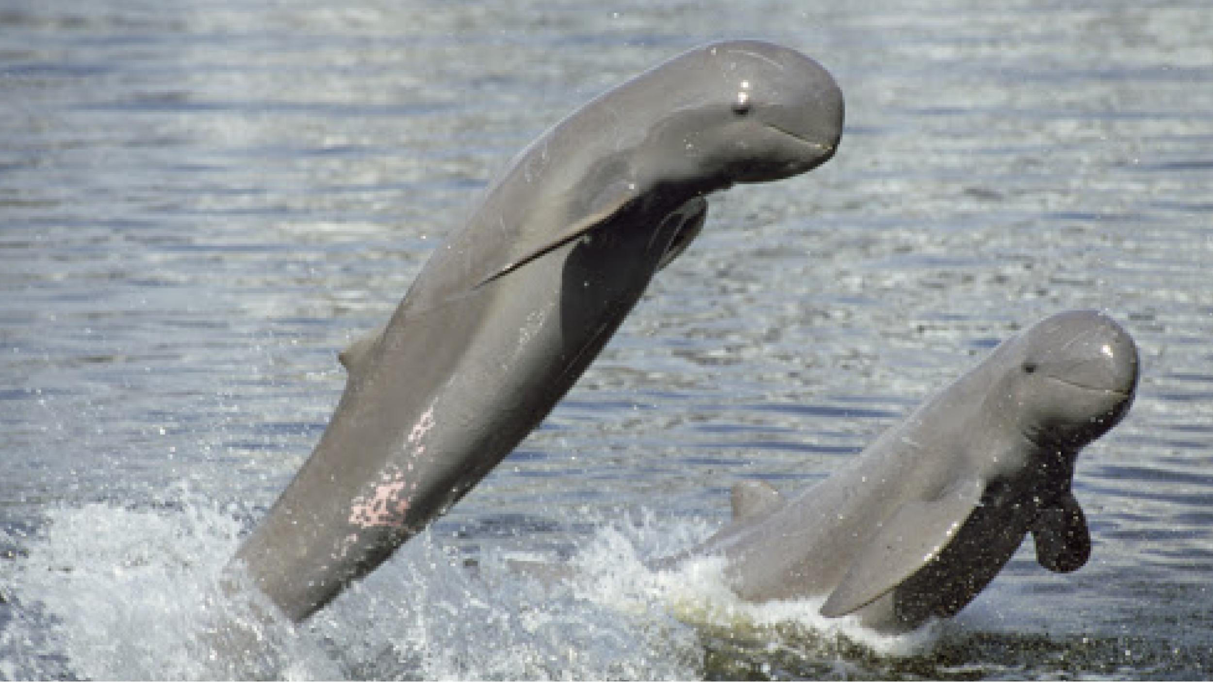 Irrawaddy Dolphin