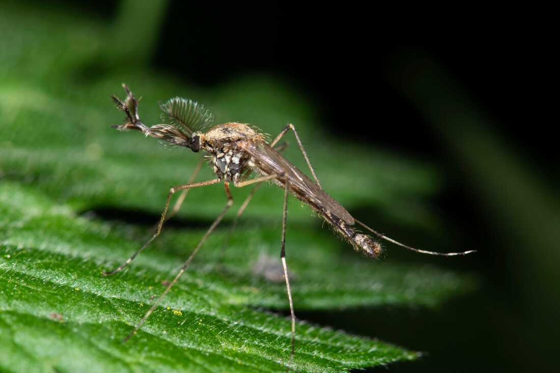 Mosquitoes Found in Iceland for First Time, Raising Climate Concerns