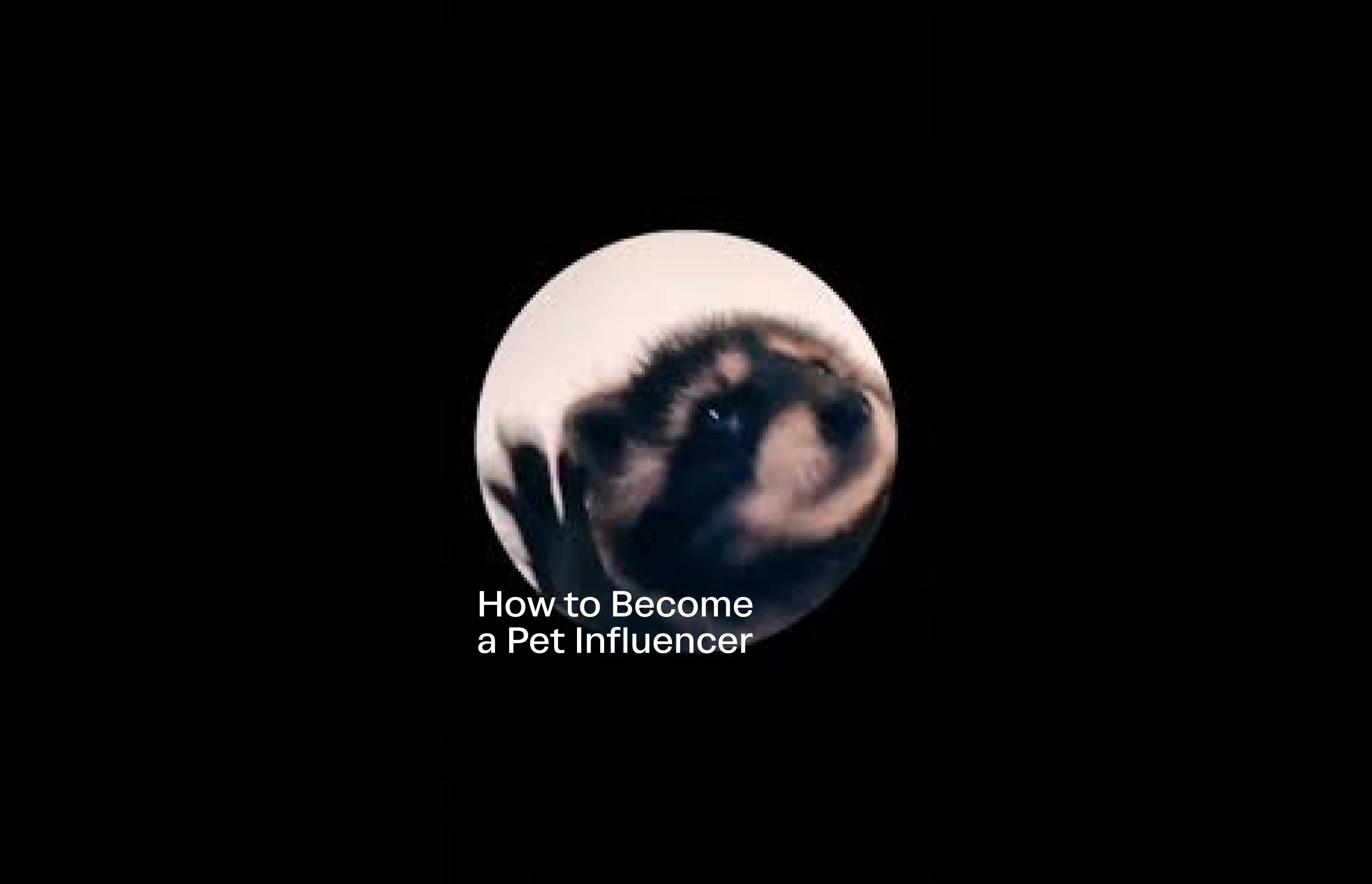 How to Become a Pet Influencer - oto