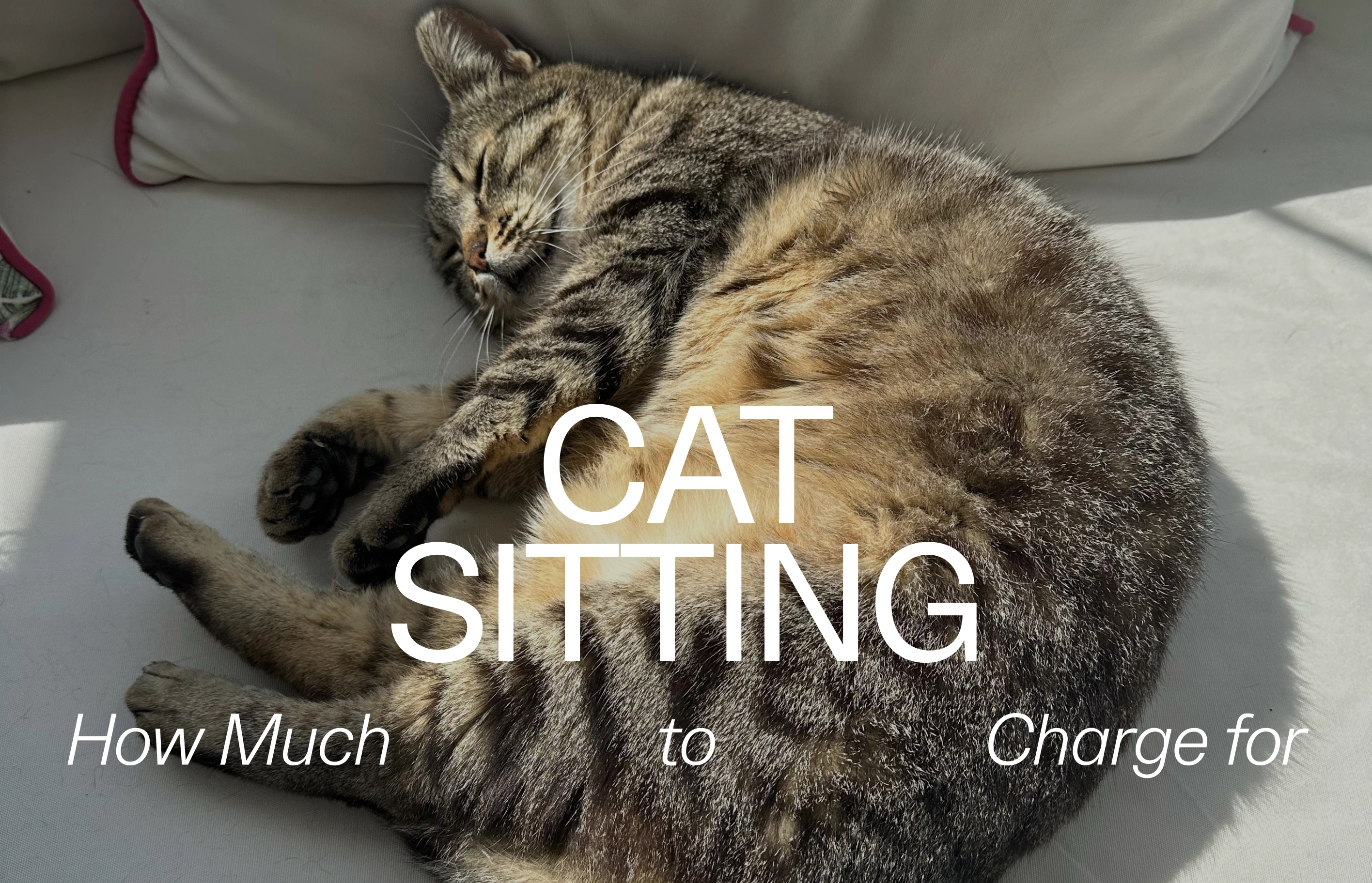 How Much For Cat Sitting