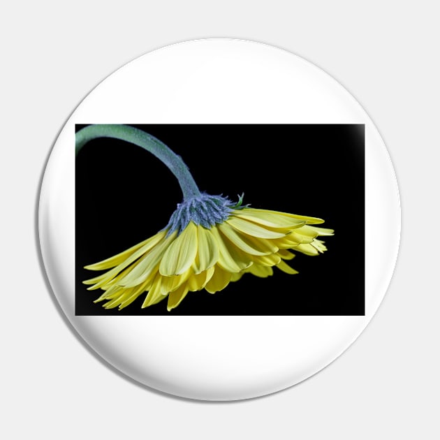 Yellow Gerbera Daisy Pin by ikshvaku