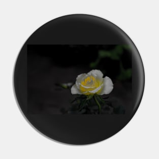 White rose blossom with bright yellow center on dark green black background Pin