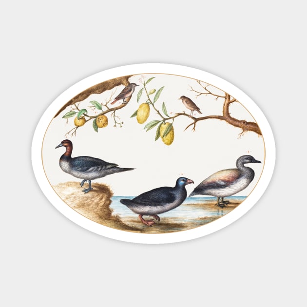 Three Waterfowl with Two Birds Perched in Citrus Trees (1575–1580) Magnet by WAITE-SMITH VINTAGE ART