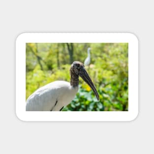 Wood stork   wildlife preserve 2 Magnet