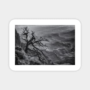 Tree at Lipan Overlook Grand Canyon B&W Magnet