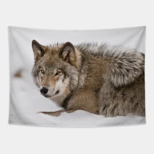 Gray Wolf Tapestry