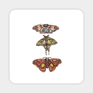 Moth Collection Magnet