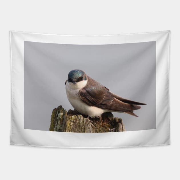 An Extremally Good-Looking Tree Swallow Tapestry by Judy Geller