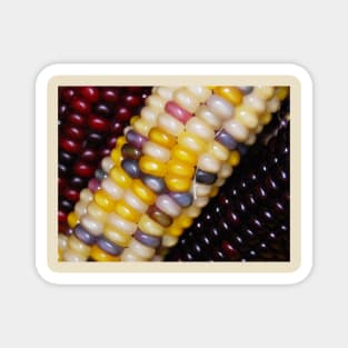 Indian Corn Magnet