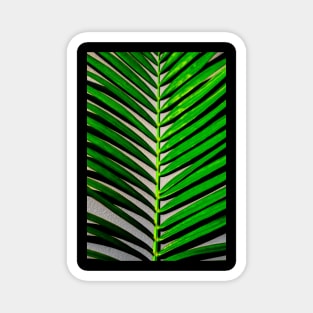 palm leaves photography Magnet