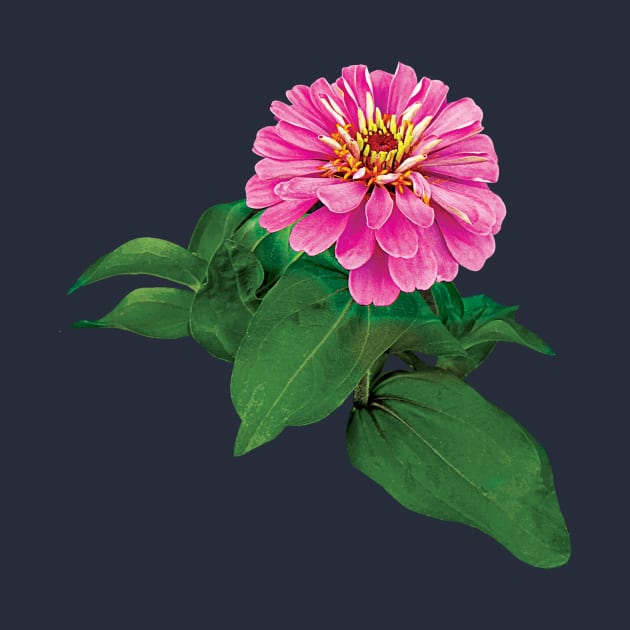 Zinnias - Pink Zinnia Looking Up by SusanSavad