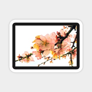 Blossom  branches Magnet