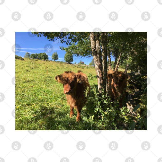 Scottish Highland Cattle Calves 1489 by SaarelaHighland