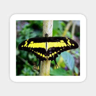 Black and Yellow Butterfly Magnet