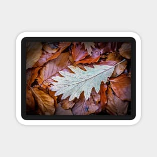 Oak Leaf on Beech Leaves Magnet