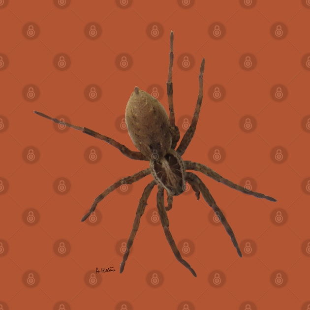 House spider by AHelene