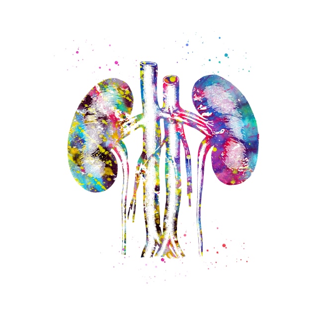 Kidneys anatomy by erzebeth