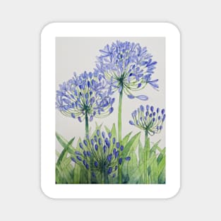 Blue Agapanthus watercolour painting. Magnet