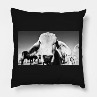 Brahman cow in black and white Pillow