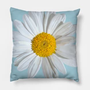 White marguerite blossom on light blue Pillow