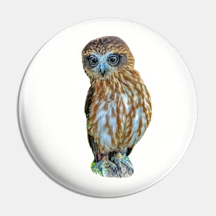 Cute Boobook owl Pin