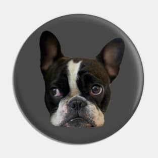 Funny french bulldog puppy Pin