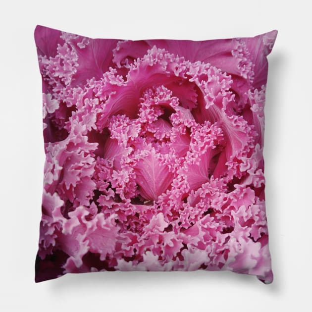 Wild Cabbage - Brassica Oleracea Pillow by area-design