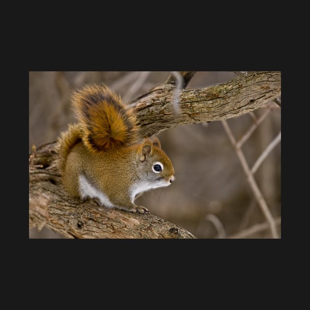 Red Squirrel by jaydee1400