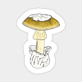 Amanita calyptroderma Magnet