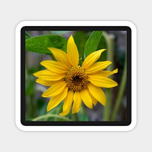 Yellow Sunflower Closeup Magnet