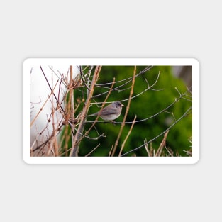 Dark-eyed Junco Perched On A Small Branch Magnet