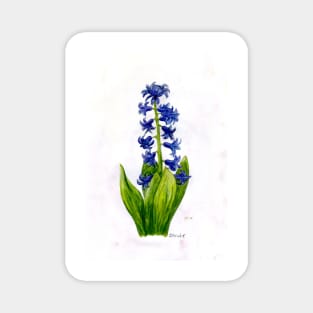 hyacinth Magnet