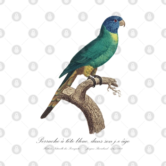 Rainbow Lorikeet juvenile / Perruche a tete bleue jeune age - 19th century Jacques Barraband Illustration by SPJE Illustration Photography