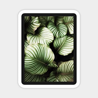 Leaves, Tropical leaves, Leaf, Modern art, Wall art, Print, Minimalistic, Modern, Scandinavian print Magnet