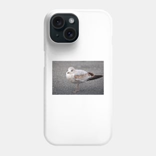 Ring Billed Gull Phone Case