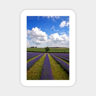 Lavender Field Purple Flowers Cotswolds England Magnet