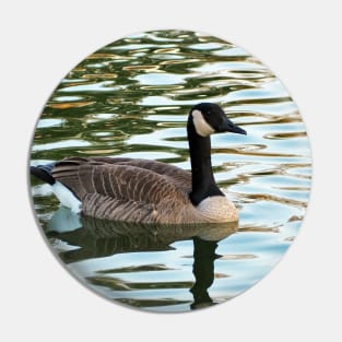 Canada Goose Swimming In The Water. Pin