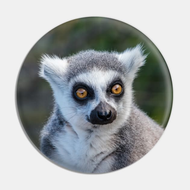 Ring Tailed Lemur Pin by Russell102