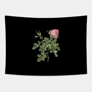 Vintage Dwarf Damask Rose Botanical Illustration Tapestry