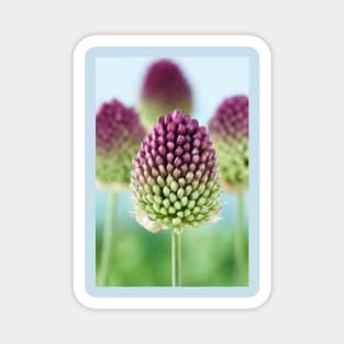 Allium sphaerocephalon   AGM  Round-headed garlic  Round-headed leek Magnet