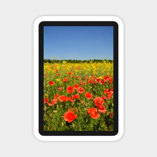 Poppies Magnet