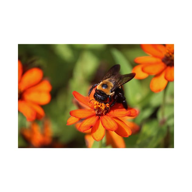 Bumblebee On Zinnia by Cynthia48