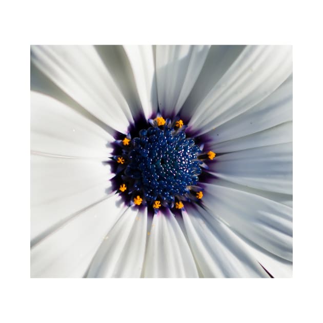 Closeup of white African daisy by lena-maximova