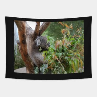 Koala bear having a nap Tapestry