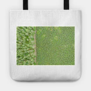 Top down aerial view of green nursery forest bordering with mature forest Tote